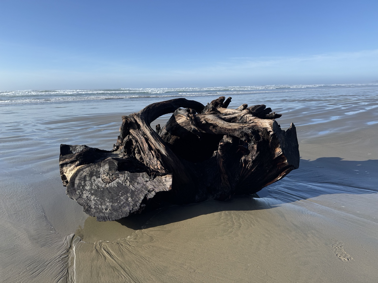 Weathered driftwood on the Pacific beach near Bandon Point