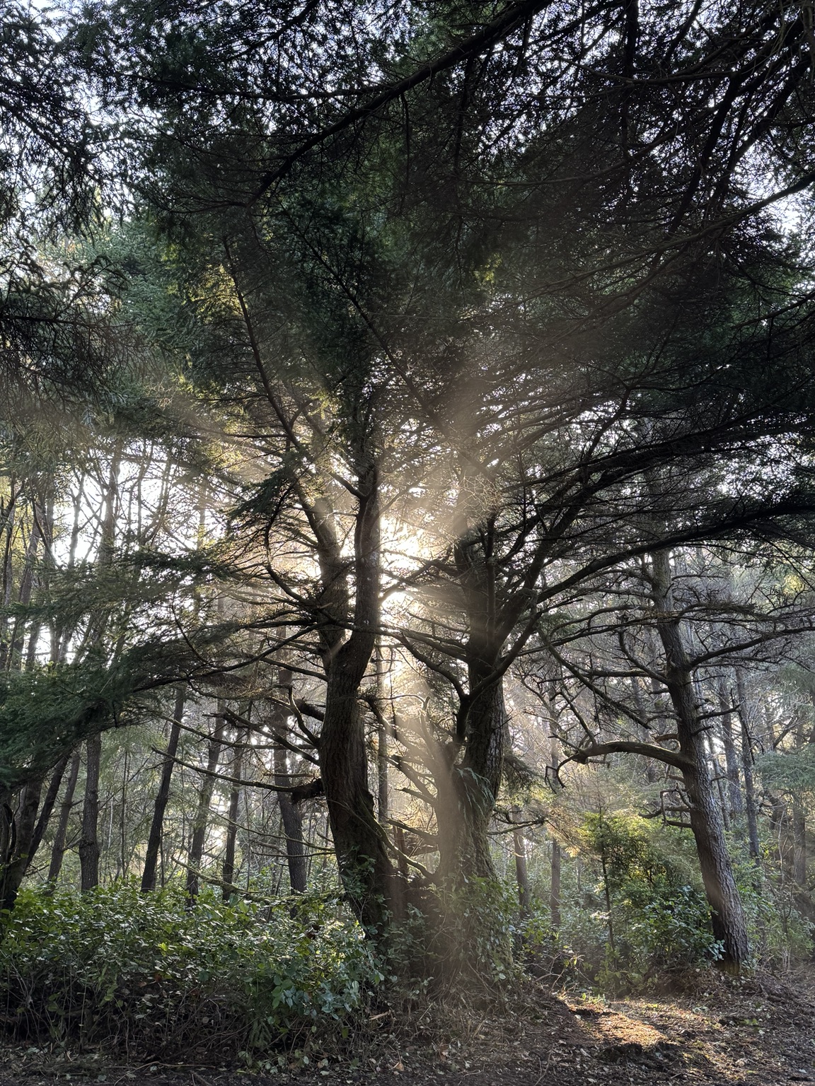 Sunlight filtering through the coastal forest at Bandon Point