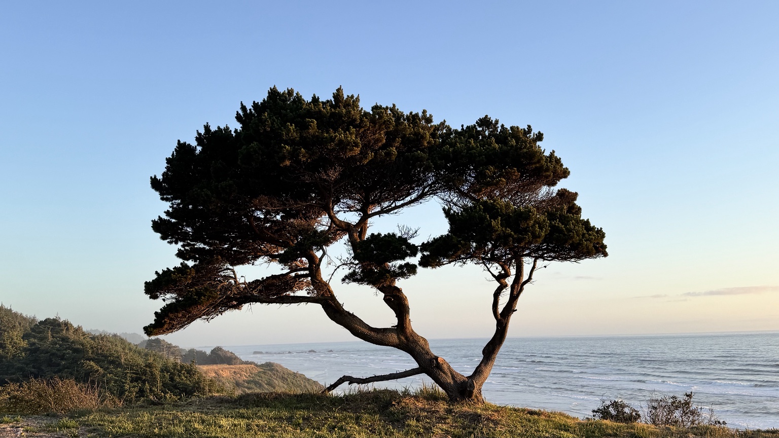 The wind-shaped coastal tree overlooking the Pacific at Bandon Point