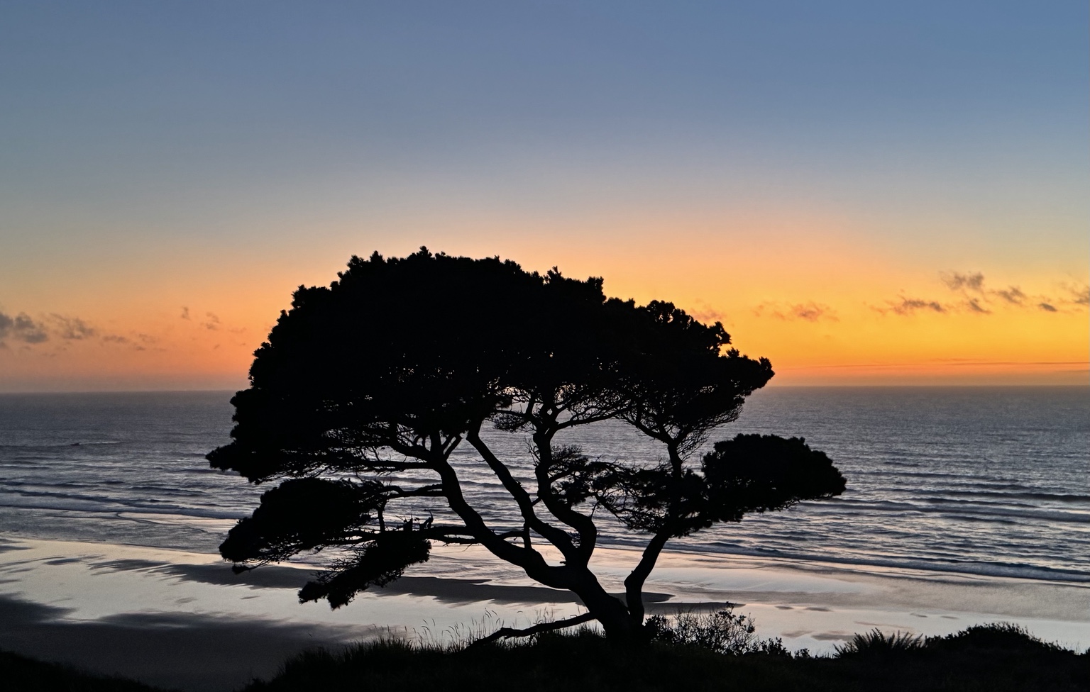 Coastal tree at dusk at Bandon Point