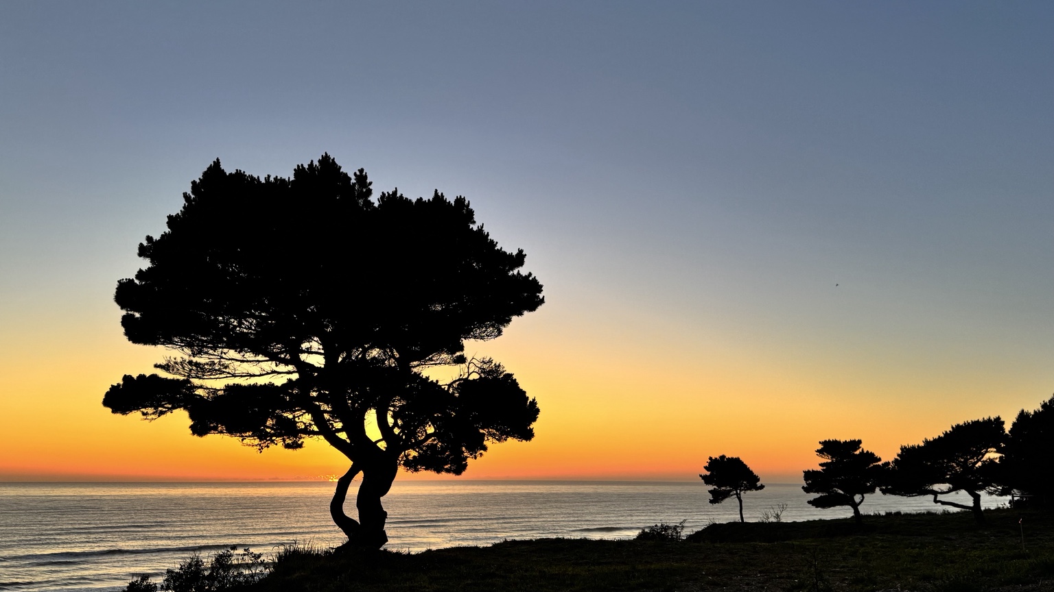 Coastal tree and open Pacific horizon at Bandon Point